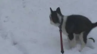 Husky playing in snow