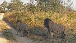 Gijima Male Lions with Family | Sabi Sands | 25 May 2024