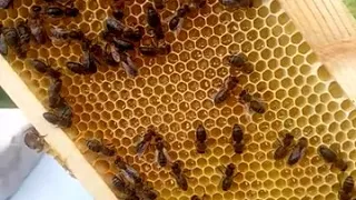 Пчела среднерусской породы одна из первых начала носить мёд.