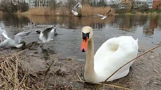 The Swan has come