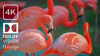 Breathtaking Colors of Nature in 4K 🌻🐦Birds & Flowers   Sleep Relax Meditation Music