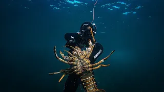 Diving For GIANT Crayfish South Australia!