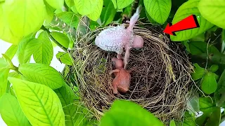 The baby cuckoo came out of the nest and what did he do || Birds and baby
