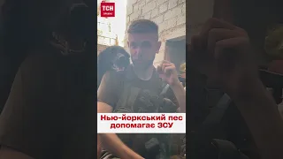 🔥💪 "Це вам не Патрон": Пес із бойовим шрамом служить на Донеччині