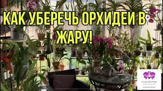 Как уберечь ОРХИДЕИ В ЖАРУ!