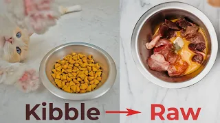 How to Transition Your Cat to a Raw Meat Diet | The Cat Butler