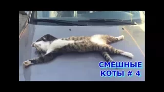 Приколы с кошками и котами #4. Подборка смешных и интересных видео с котиками и кошечками 2017