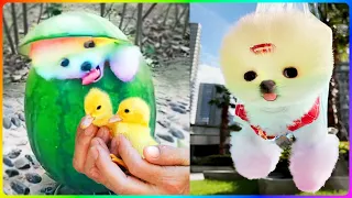 TikTok's Funniest and Cutest Pomeranian and Cat Compilation 😍😻 #473