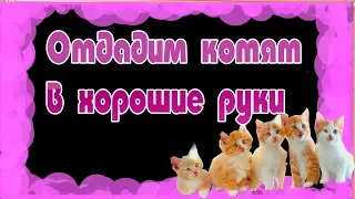 Отдам котят в хорошие руки