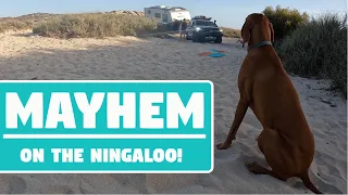 Mayhem On The Ningaloo! | Ningaloo Reef | Western Australia