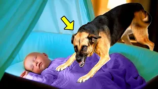 Dog Barks At The Child Every Night. When Parents Discover The Reason, They Are Horrified!