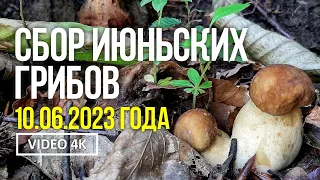 СБОР ИЮНЬСКИХ ГРИБОВ   10 июня 2023 года.