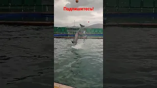 Дельфин 🐬 футболист (Мармарис, дельфинарий)