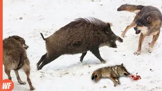 Here's Why Wolves Afraid of Boars..They Get Defeated