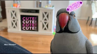 Cute talking Indian Ringneck parrot says “poopie” too funny