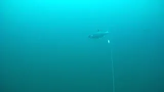 Троллинг симы 2022.Съемки под водой. Underwater salmon trolling.