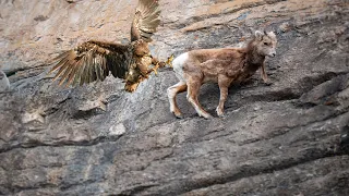 Eagle Attack Mountain Goat