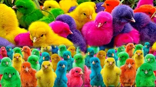 Catch cute chickens, rainbow chicken, cute animals, funny animals, rabbits 🐇 .