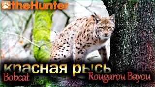 ♢ theHunter Classic ♢ КРАСНАЯ РЫСЬ (Bobcat) ♢ Охота в Rougarou Bayou ♢