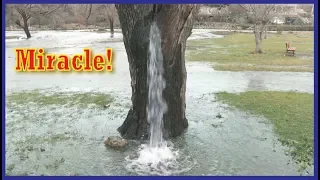 WATER IS GUSHING FROM 150 YEARS OLD TREE SINCE 20-25 YEARS IN MONTENEGRO