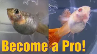 LEARN When GUPPY Fish is about to give birth (Detailed with Sample)95% Prediction