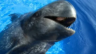 Sully the Pilot Whale (HD) | JONATHAN BIRD'S BLUE WORLD