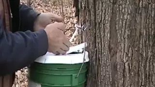 How I Make Maple Syrup Part 1