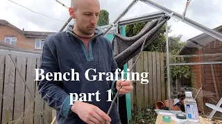 Bench grafting apple and pear trees part 1: Rootstocks, scion and whip and tongue grafts