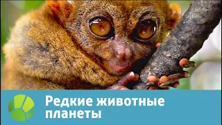 Редкие животные планеты | Живая Планета