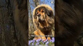 Tibetan Mastiff 🐶 The King Of Fluffy Giants!