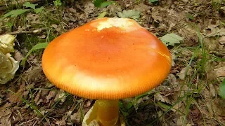 Blagva (Kneginja) - Amanita caesarea