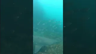 Shark Surprise