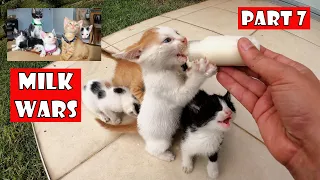 The kittens' mother is missing. I must be their mother. Part 7: Milk Wars of Tiny Kittens.