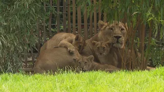 Three newborn lion cubs unveiled at German zoo