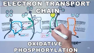 Electron Transport Chain and Oxidative Phosphorylation