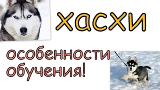 Хасхи Особенности обучения и дрессировки породы. Особенности характера хасхи