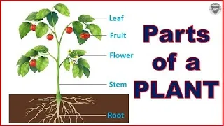 Parts of plant name|Parts of a plant|parts of plant with picture|Parts of plant and their functions|