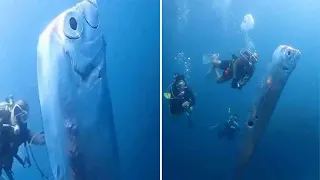 Divers encounter enormous 'doomsday fish'