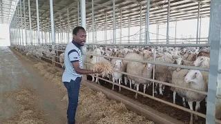 Advance sheep farming #Sheep