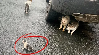 The stray mom cat, struggling to survive, left her newborn kitten crying out loudly in the same spot