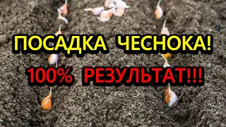 Посадка чеснока! Если знать что добавить при посадке, то чеснок растет большой и здоровый!