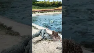 Duck playing with crocodiles