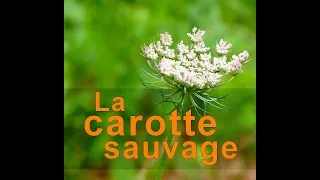 Identifier la carotte sauvage - Daucus carota