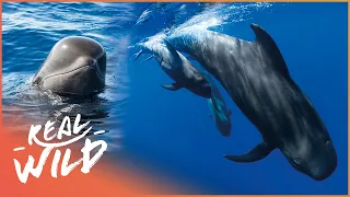 The Majestic Life Of The Short-Finned Pilot Whale | Cheetahs Of The Deep | Real Wild