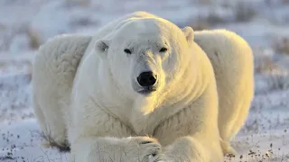 Top 5 Facts ABout Polar Bear | Beautiful Animal | Natgeo Wild | Animal Planet | Polar Bear Facts |