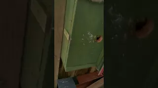 Wasps taken over a bird box