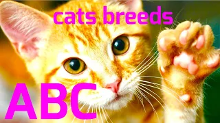 ABC Cat Breeds for Children - Learn Alphabet with Cats for Toddlers and Kids!
