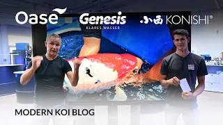 Modern Koi Blog #5451- Gründe für das Verschwinden des Algenrasens im Teich