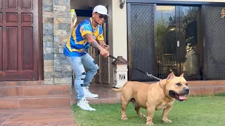 KATAS NG PAGKA PANALO NI TANK QUADRO-ALAS BUMILI NG DALAWANG American Bully sa Halagang 600k