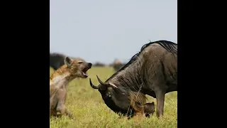 Она спасла малыша!